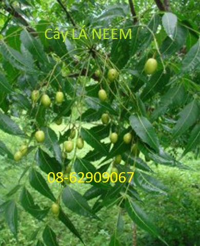 Bán Lá NEEM, Hàng chất lượng==giảm nhức mỏi, tiêu voiêm, chữa tiểu đường -giá rẻ
