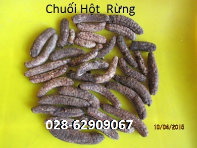 Bán Chuối Hột Rừng, loại 1-*- Chữa nhức mỏi, tán sỏi, lợi tiểu, trừ phong tê thấp